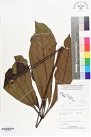 登錄號:BS07305藏品圖，第1張