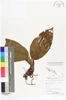 登錄號:BS07306藏品圖，第1張