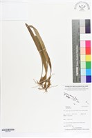 登錄號:BS07307藏品圖，第1張