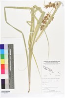 登錄號:BS07308藏品圖，第1張