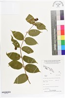 登錄號:BS07309藏品圖，第1張