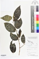 登錄號:BS07310藏品圖，第1張