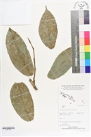 登錄號:BS07312藏品圖，第1張