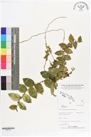 登錄號:BS07313藏品圖，第1張