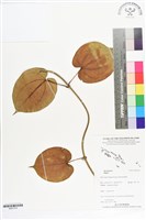 登錄號:BS07314藏品圖，第1張