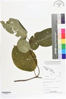 登錄號:BS07316藏品圖，第1張