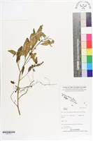 登錄號:BS07317藏品圖，第1張