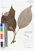 登錄號:BS07318藏品圖，第1張