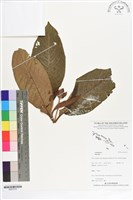 登錄號:BS07319藏品圖，第1張