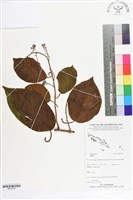 登錄號:BS07320藏品圖，第1張