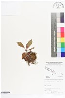 登錄號:BS07322藏品圖，第1張