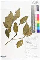 登錄號:BS07324藏品圖，第1張