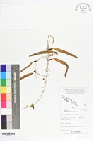 登錄號:BS07325藏品圖，第1張