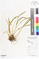 登錄號:BS07326藏品圖，第1張