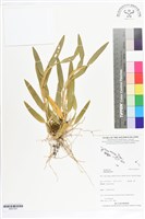 登錄號:BS07327藏品圖，第1張