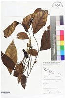 登錄號:BS07328藏品圖，第1張