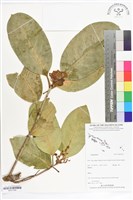 登錄號:BS07329藏品圖，第1張