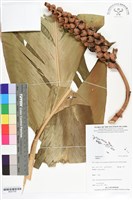 登錄號:BS07330藏品圖，第1張