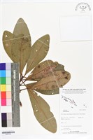 登錄號:BS07332藏品圖，第1張