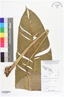 登錄號:BS07333藏品圖，第1張