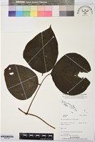 登錄號:BS07334藏品圖，第1張