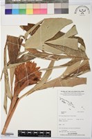 登錄號:BS07335藏品圖，第1張