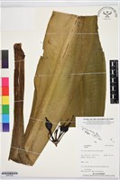 登錄號:BS07336藏品圖，第1張