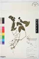 登錄號:BS07337藏品圖，第1張