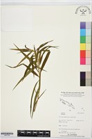 登錄號:BS07338藏品圖，第1張