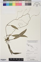 登錄號:BS07339藏品圖，第1張