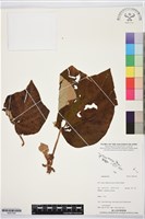 登錄號:BS07340藏品圖，第1張