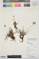 登錄號:BS07341藏品圖，第1張