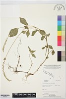 登錄號:BS07342藏品圖，第1張