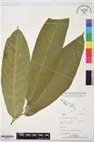 登錄號:BS07343藏品圖，第1張