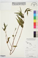 登錄號:BS07344藏品圖，第1張