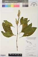 登錄號:BS07345藏品圖，第1張