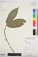 登錄號:BS07346藏品圖，第1張