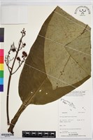 登錄號:BS07347藏品圖，第1張