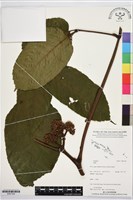 登錄號:BS07348藏品圖，第1張