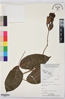 登錄號:BS07351藏品圖，第1張