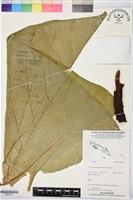 登錄號:BS07353藏品圖，第1張