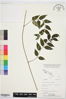 登錄號:BS07355藏品圖，第1張