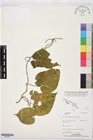 登錄號:BS07357藏品圖，第1張