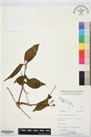 登錄號:BS07358藏品圖，第1張