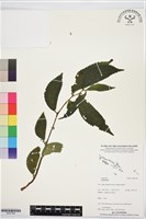 登錄號:BS07360藏品圖，第1張