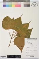 登錄號:BS07361藏品圖，第1張