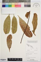 登錄號:BS07362藏品圖，第1張