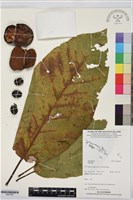 登錄號:BS07363藏品圖，第1張