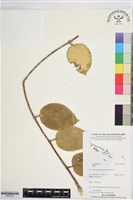 登錄號:BS07364藏品圖，第1張