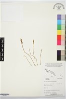 登錄號:BS07366藏品圖，第1張